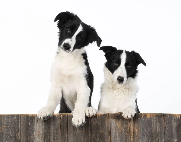 13131334. DOG. Border Collie dogs, x2 over wooden fence, studio Date