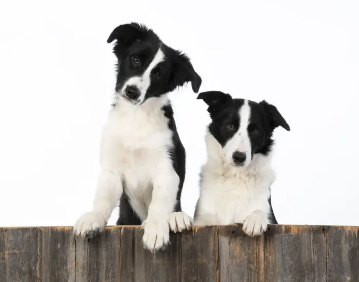 Framed Print : 13131334. DOG. Border Collie dogs, x2 over wooden fence, studio Date Framed Print : 13131334. DOG. Border Collie dogs, x2 over wooden fence, studio Date