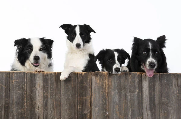 13131335. DOG. Border Collie dogs, x4 over wooden fence, studio Date
