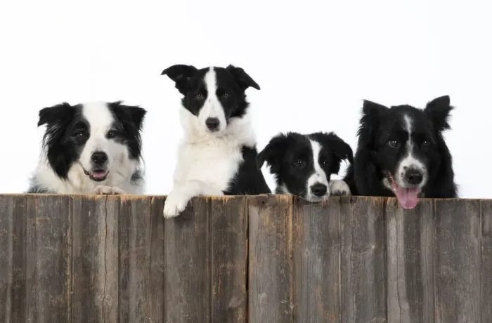 Framed Print : 13131335. DOG. Border Collie dogs, x4 over wooden fence, studio Date Framed Print : 13131335. DOG. Border Collie dogs, x4 over wooden fence, studio Date