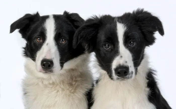 Framed Print : 13131336. Two Border Collie dogs Date Framed Print : 13131336. Two Border Collie dogs Date