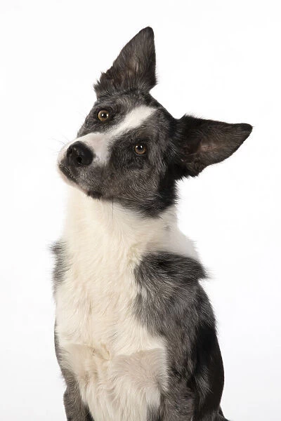 13131337. DOG. Border Collie cross breed dog, studio