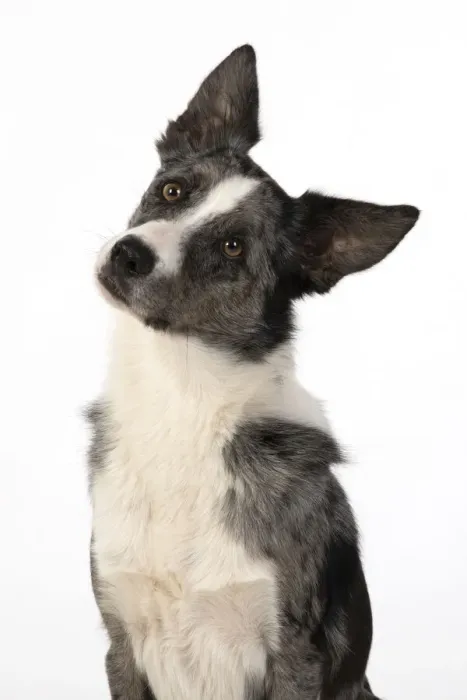Framed Print : 13131337. DOG. Border Collie cross breed dog, studio, head Framed Print : 13131337. DOG. Border Collie cross breed dog, studio, head