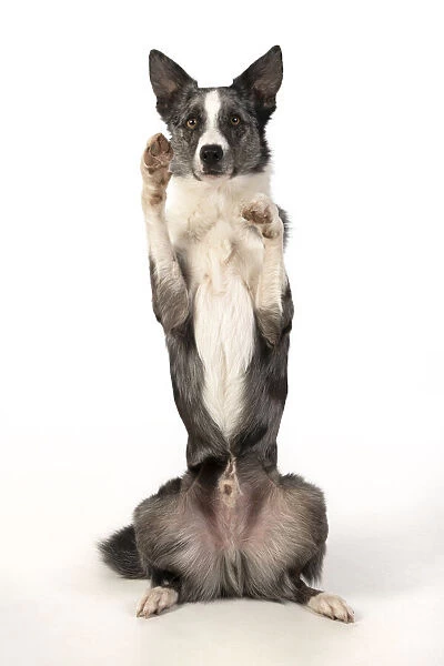 13131339. DOG. Border Collie cross breed dog, sitting up with paws up
