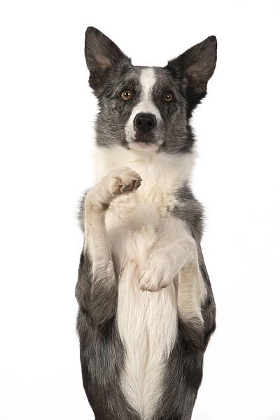 13131340. DOG. Border Collie cross breed dog, sitting up with paws up