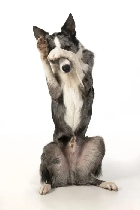 Framed Print : 13131342. DOG. Border Collie cross breed dog, sitting up with paws over face Framed Print : 13131342. DOG. Border Collie cross breed dog, sitting up with paws over face