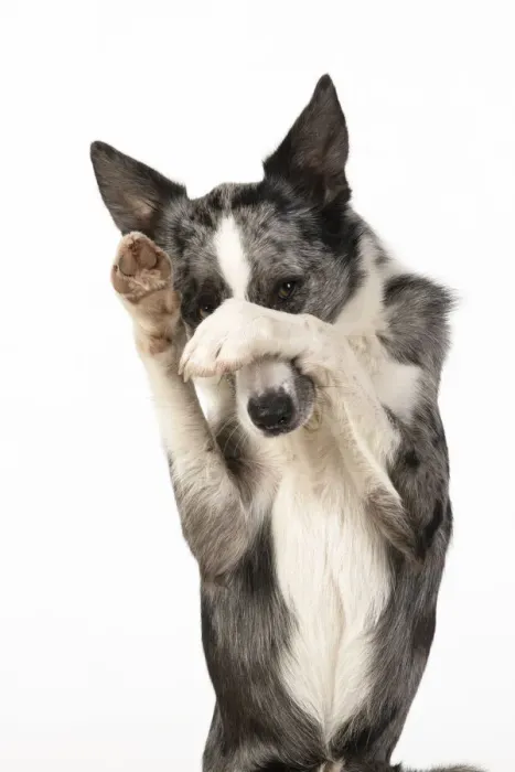 Framed Print : 13131343. DOG. Border Collie cross breed dog, sitting up with paws over face Framed Print : 13131343. DOG. Border Collie cross breed dog, sitting up with paws over face