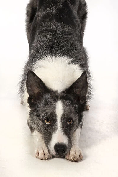 13131344. DOG. Border Collie cross breed dog, laying with eyes looking sad