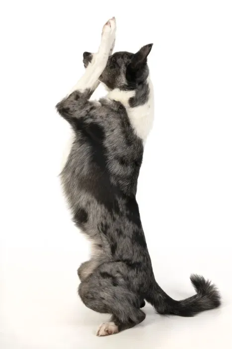 Framed Print : 13131345. DOG. Border Collie cross breed dog, sitting up with paws up Framed Print : 13131345. DOG. Border Collie cross breed dog, sitting up with paws up