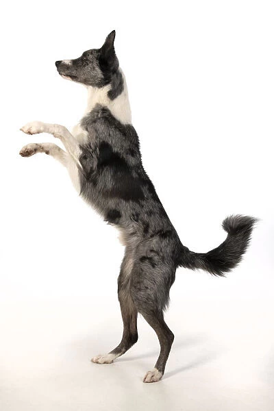 13131347. DOG. Border Collie cross breed dog, standing up with paws up
