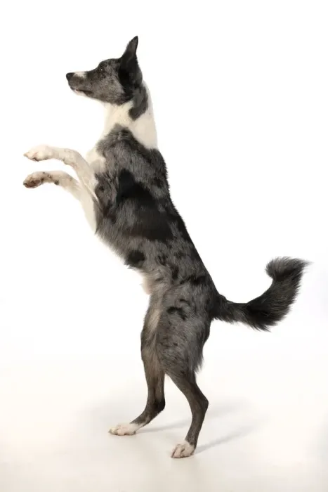 Framed Print : 13131347. DOG. Border Collie cross breed dog, standing up with paws up Framed Print : 13131347. DOG. Border Collie cross breed dog, standing up with paws up