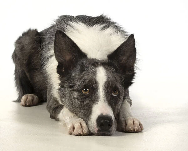 13131351. DOG. Border Collie cross breed dog, laying with eyes looking sad