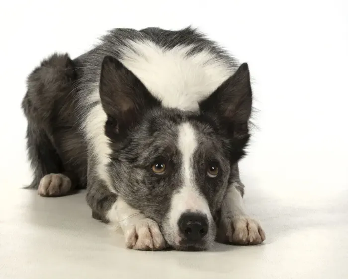Framed Print : 13131351. DOG. Border Collie cross breed dog, laying with eyes looking sad Framed Print : 13131351. DOG. Border Collie cross breed dog, laying with eyes looking sad