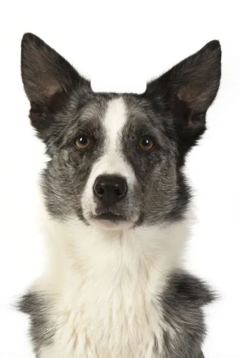 Framed Print : 13131352. DOG. Collie X, head and shoulders, studio, white background Date Framed Print : 13131352. DOG. Collie X, head and shoulders, studio, white background Date