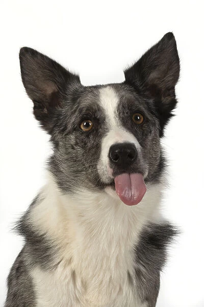 13131353. DOG. Border Collie cross breed dog, sitting