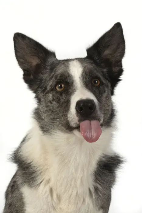 Framed Print : 13131353. DOG. Border Collie cross breed dog, sitting, head Framed Print : 13131353. DOG. Border Collie cross breed dog, sitting, head