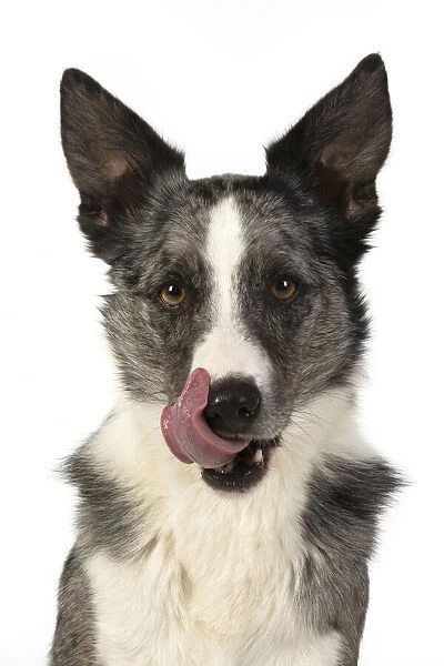 13131354. DOG. Border Collie cross breed dog, sitting