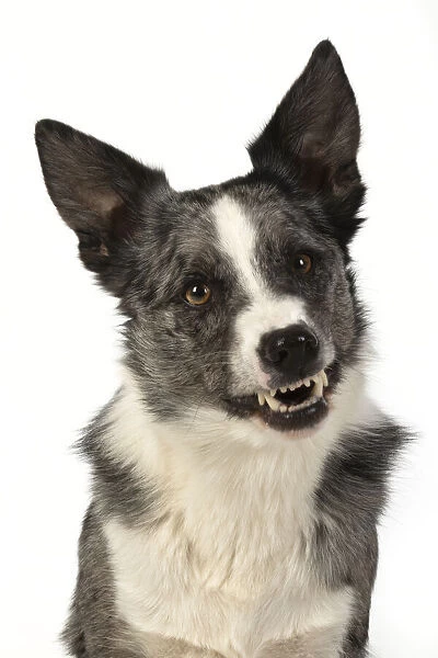 13131355. DOG. Border Collie cross breed dog, sitting
