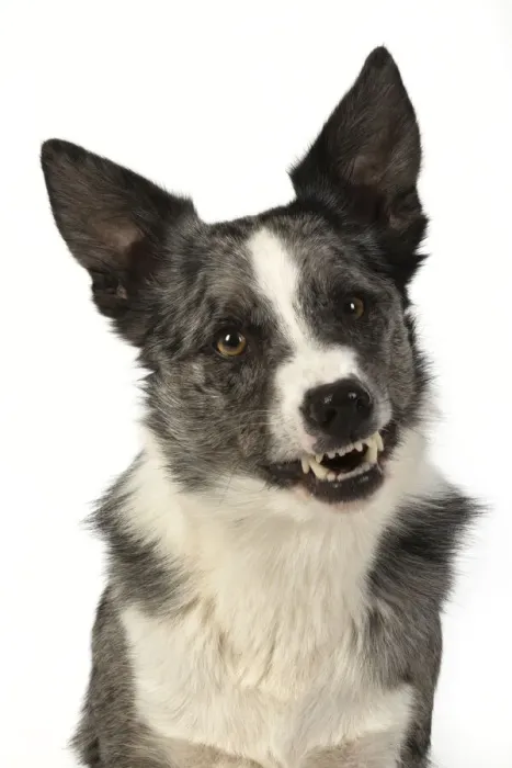 Framed Print : 13131355. DOG. Border Collie cross breed dog, sitting, head Framed Print : 13131355. DOG. Border Collie cross breed dog, sitting, head