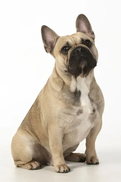 Framed Print : 13131365. DOG. French bulldog, sitting, studio, white background Date Framed Print : 13131365. DOG. French bulldog, sitting, studio, white background Date