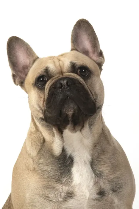 Framed Print : 13131366. DOG. French bulldog, sitting, head and shoulders, studio, white background Date Framed Print : 13131366. DOG. French bulldog, sitting, head and shoulders, studio, white background Date