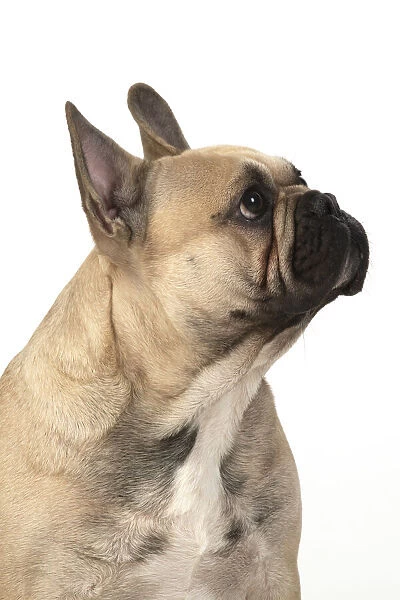 13131367. DOG. French bulldog, sitting, head & shoulders, studio, white background Date