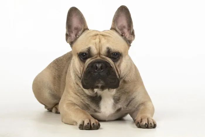 Framed Print : 13131369. DOG. French bulldog, laying down, , studio, white background Date Framed Print : 13131369. DOG. French bulldog, laying down, , studio, white background Date