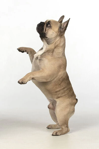 13131371. DOG. French bulldog, standing up on back legs, studio, white background Date