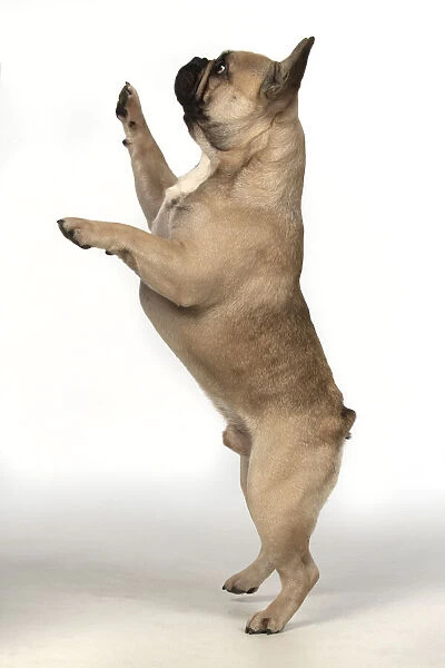 13131372. DOG. French bulldog, standing up on back legs, studio, white background Date