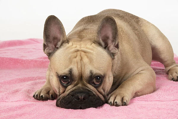13131375. DOG. French bulldog, lying down, on pink towel, studio, Date