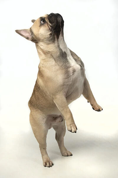 13131376. DOG. French bulldog, standing up on back legs, studio, white background Date