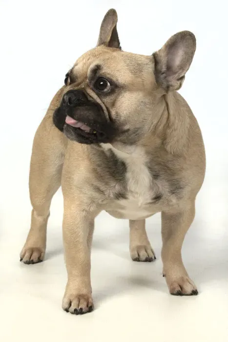 Framed Print : 13131378. DOG. French bulldog, standing, studio, white background Date Framed Print : 13131378. DOG. French bulldog, standing, studio, white background Date