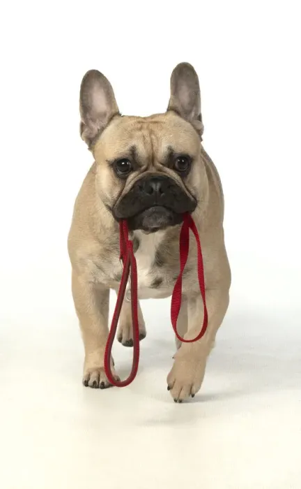 Framed Print : 13131380. French Bulldog in the Studio Date Framed Print : 13131380. French Bulldog in the Studio Date