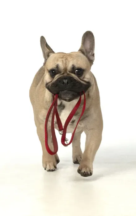 Framed Print : 13131381. DOG. French bulldog, running to camera with lead in its mouth Framed Print : 13131381. DOG. French bulldog, running to camera with lead in its mouth