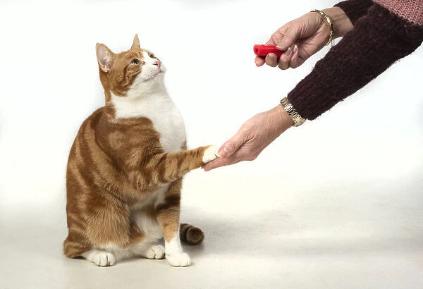 13131384. CAT. ginger & white, clicker training