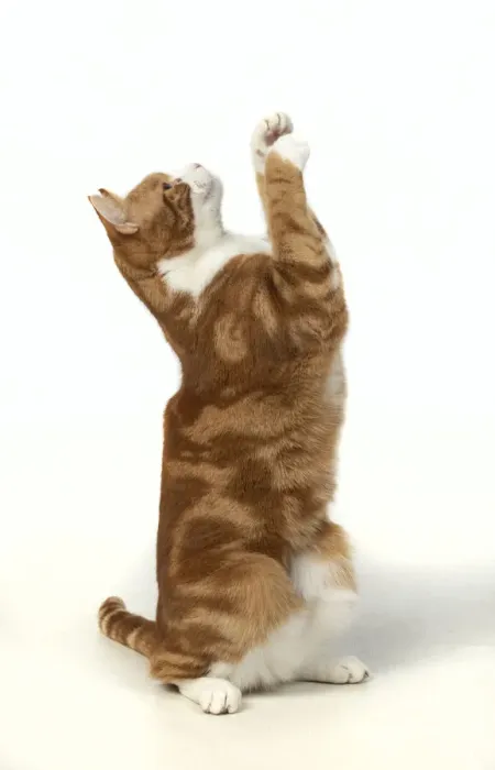 Framed Print : 13131387. CAT. ginger and white, sitting with paws up, studio, white background Date Framed Print : 13131387. CAT. ginger and white, sitting with paws up, studio, white background Date