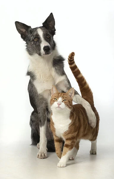 13131394. CAT & DOG. ginger & white cat standing with Collie X dogs paw over its back