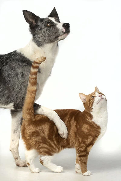 13131395. CAT & DOG. ginger & white cat standing with Collie X dogs paw over its back