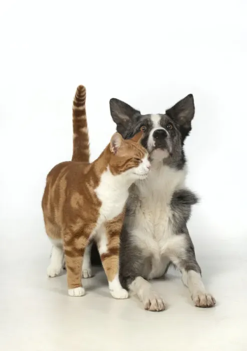 Framed Print : 13131396. CAT and DOG. ginger and white cat rubbing against a Collie X dog Framed Print : 13131396. CAT and DOG. ginger and white cat rubbing against a Collie X dog