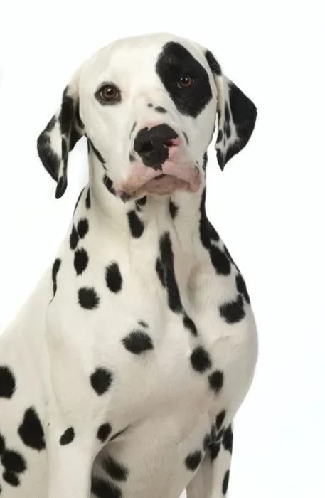 Framed Print : 13131398. DOG. Dalmatian sitting, studio, white background Date Framed Print : 13131398. DOG. Dalmatian sitting, studio, white background Date
