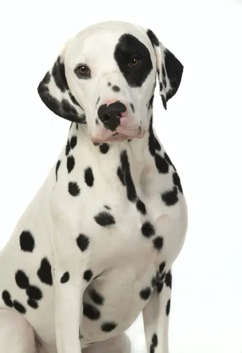 Framed Print : 13131399. DOG. Dalmatian sitting, studio, white background Date Framed Print : 13131399. DOG. Dalmatian sitting, studio, white background Date
