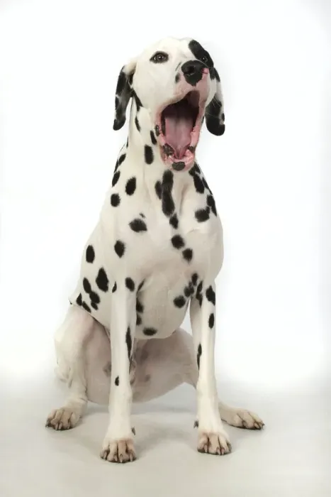 Framed Print : 13131400. DOG. Dalmatian sitting, mouth open, studio, white background Date Framed Print : 13131400. DOG. Dalmatian sitting, mouth open, studio, white background Date