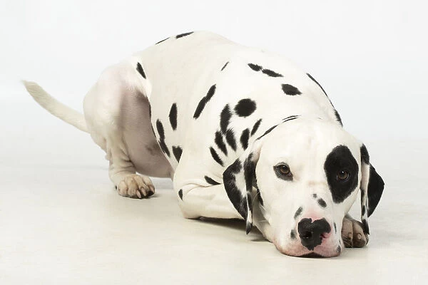 13131401. DOG. Dalmatian laying, studio, white background Date