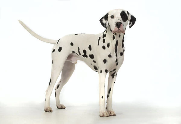 13131402. DOG. Dalmatian standing, studio, white background Date