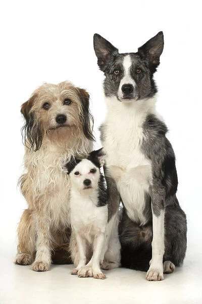 13131404. Three dogs sitting in the studio, Cross Breed, Border Collie