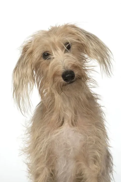 Framed Print : 13131406. DOG. Cross breed, sitting head on one side, studio, white background Date Framed Print : 13131406. DOG. Cross breed, sitting head on one side, studio, white background Date