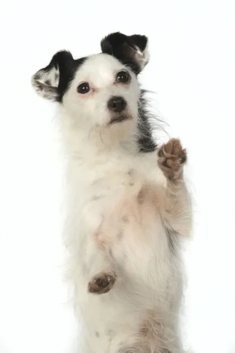 Framed Print : 13131407. DOG. Jack Russell X breed sitting with paws up, studio, white background Date Framed Print : 13131407. DOG. Jack Russell X breed sitting with paws up, studio, white background Date