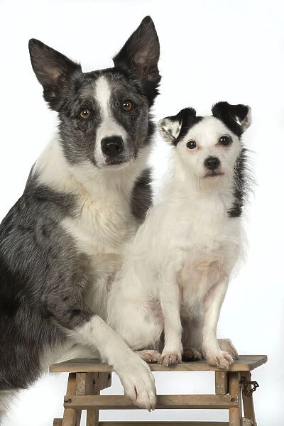 13131408. DOGS. cross breed Collie with its head on a Jack Russell cross breed