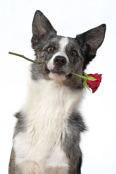 13131410. DOG. Collie X breed, sitting with a red rose in his mouth