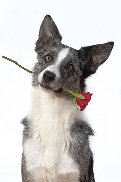 13131411. DOG. Collie X breed, sitting with a red rose in his mouth